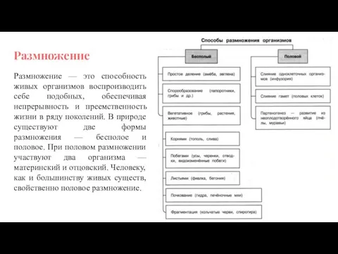 Размножение Размножение — это способность живых организмов воспроизводить себе подобных,