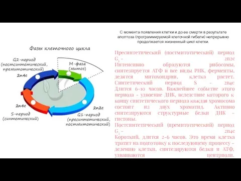 Пресинтетический (постмитотический) период G1 - 2n2c Интенсивно образуются рибосомы, синтезируется