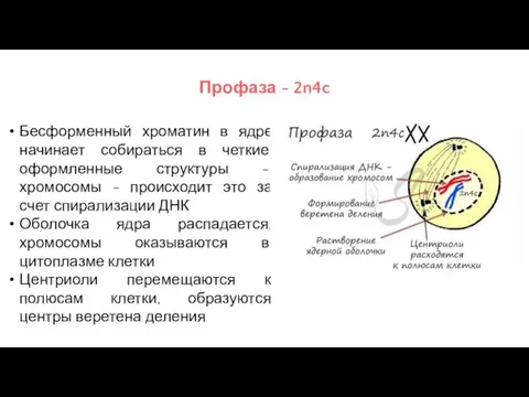 Профаза - 2n4c Бесформенный хроматин в ядре начинает собираться в