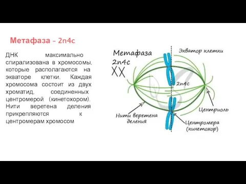 Метафаза - 2n4c ДНК максимально спирализована в хромосомы, которые располагаются