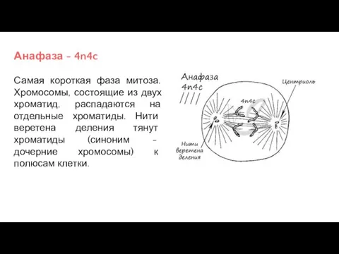 Анафаза - 4n4c Самая короткая фаза митоза. Хромосомы, состоящие из