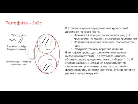 Телофаза - 2n2c В этой фазе хроматиды (дочерние хромосомы) достигают