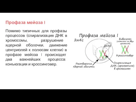 Профаза мейоза I Помимо типичных для профазы процессов (спирализация ДНК