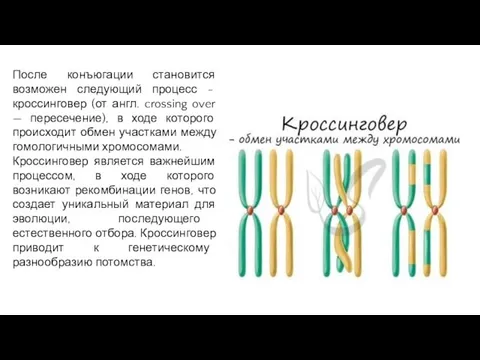 После конъюгации становится возможен следующий процесс - кроссинговер (от англ.