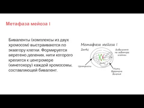 Метафаза мейоза I Биваленты (комплексы из двух хромосом) выстраиваются по