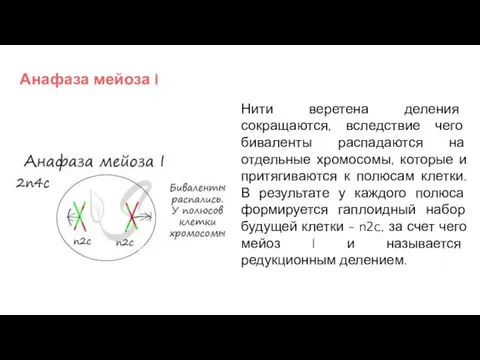 Анафаза мейоза I Нити веретена деления сокращаются, вследствие чего биваленты