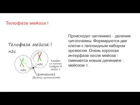 Телофаза мейоза I Происходит цитокинез - деление цитоплазмы. Формируются две