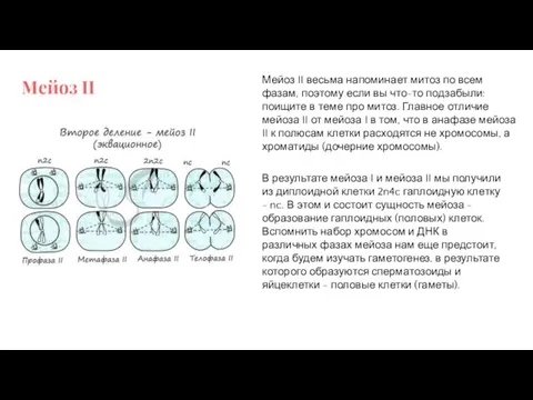 Мейоз II Мейоз II весьма напоминает митоз по всем фазам,