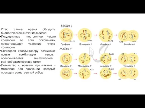 Итак, самое время обсудить биологическое значение мейоза: Поддерживает постоянное число