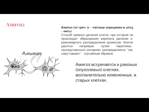 Амитоз Амитоз (от греч. ἀ - частица отрицания и μίτος