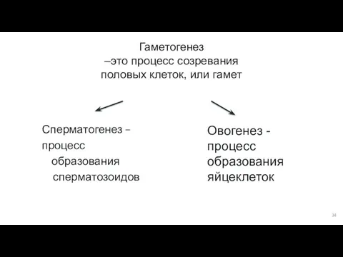 Сперматогенез – процесс образования сперматозоидов Гаметогенез –это процесс созревания половых