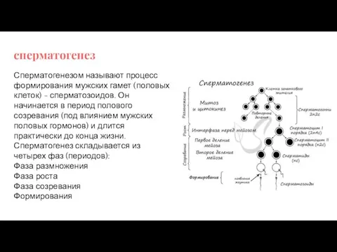 сперматогенез Сперматогенезом называют процесс формирования мужских гамет (половых клеток) -