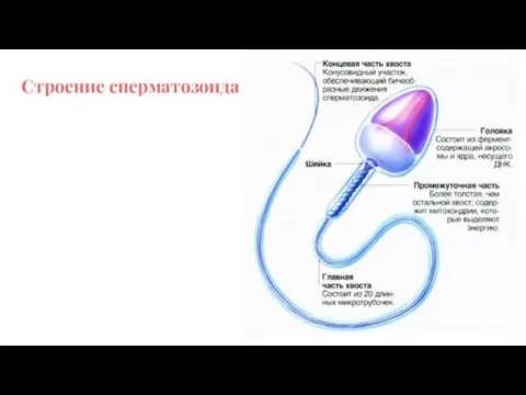 Строение сперматозоида