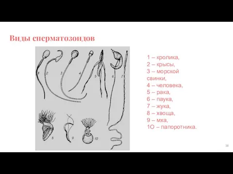 Виды сперматозоидов 1 – кролика, 2 – крысы, 3 –