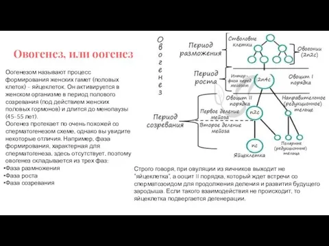 Овогенез, или оогенез Оогенезом называют процесс формирования женских гамет (половых