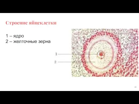 Строение яйцеклетки 1 – ядро 2 – желточные зерна