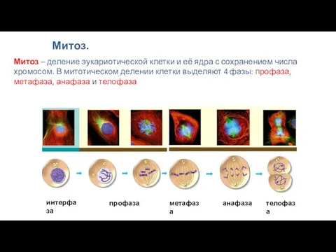 Митоз – деление эукариотической клетки и её ядра с сохранением числа хромосом. В