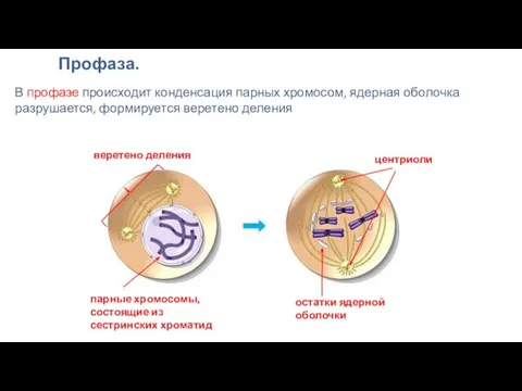В профазе происходит конденсация парных хромосом, ядерная оболочка разрушается, формируется веретено деления Профаза.