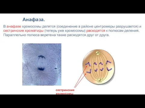 В анафазе хромосомы делятся (соединение в районе центромеры разрушается) и сестринские хроматиды (теперь
