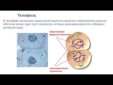 В телофазе происходит разрушение веретена деления и образование ядерной оболочки вокруг двух групп