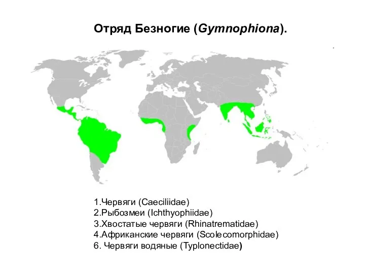 Отряд Безногие (Gymnophiona). 1.Червяги (Caeciliidae) 2.Рыбозмеи (Ichthyophiidae) 3.Хвостатые червяги (Rhinatrematidae)