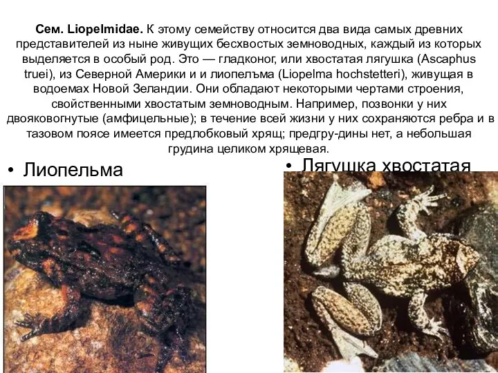 Сем. Liopelmidae. К этому семейству относится два вида самых древних