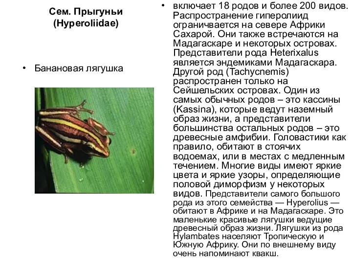 Сем. Прыгуньи (Hyperoliidae) Банановая лягушка включает 18 родов и более