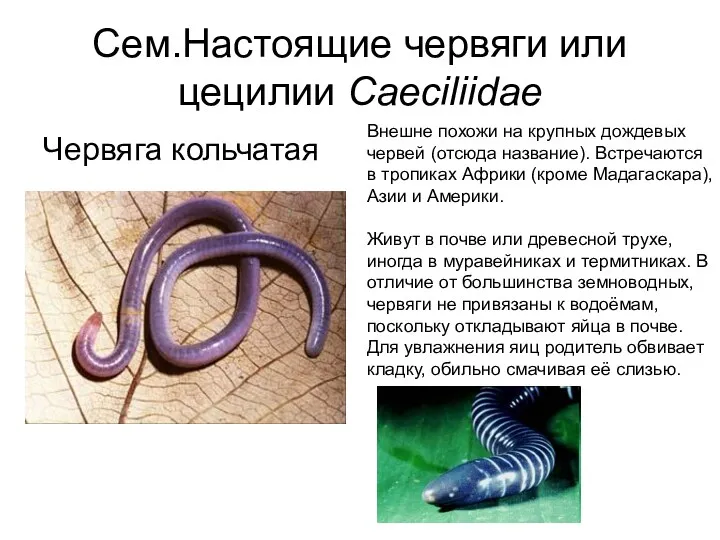 Сем.Настоящие червяги или цецилии Caeciliidae Червяга кольчатая Внешне похожи на