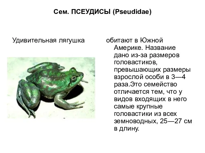 Сем. ПСЕУДИСЫ (Pseudidae) Удивительная лягушка обитают в Южной Америке. Название