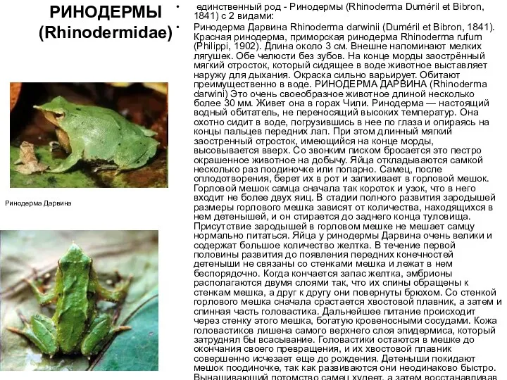 Сем. РИНОДЕРМЫ (Rhinodermidae) Ринодерма Дарвина единственный род - Ринодермы (Rhinoderma