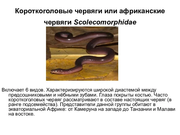 Короткоголовые червяги или африканские червяги Scolecomorphidae Включает 6 видов. Характеризируются
