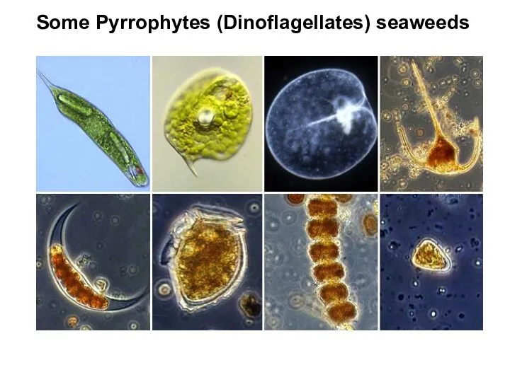 Some Pyrrophytes (Dinoflagellates) seaweeds