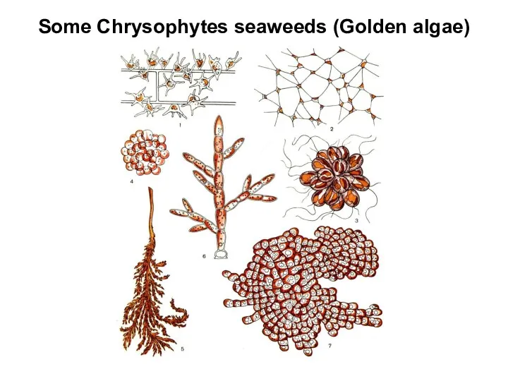 Some Chrysophytes seaweeds (Golden algae)