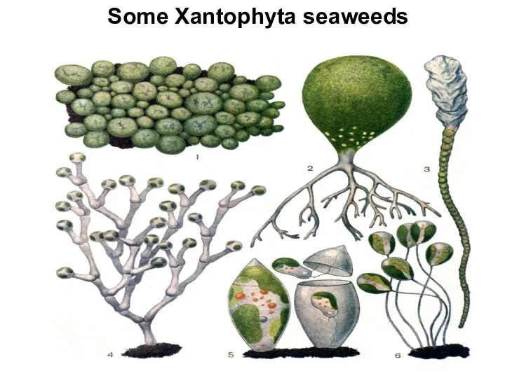 Some Xantophyta seaweeds