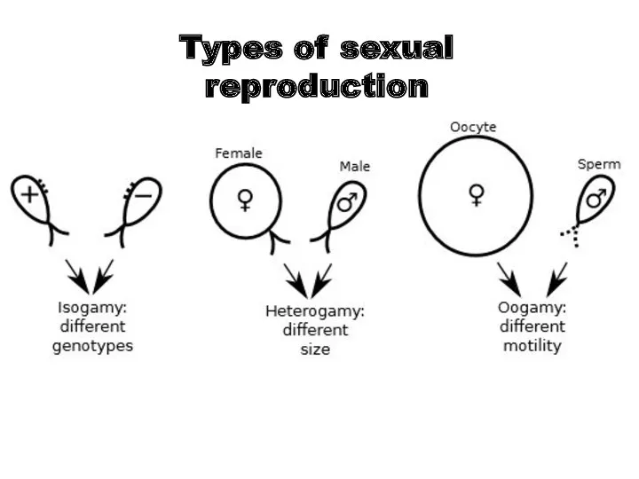 Types of sexual reproduction