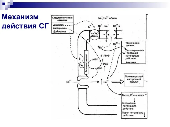 Механизм действия СГ