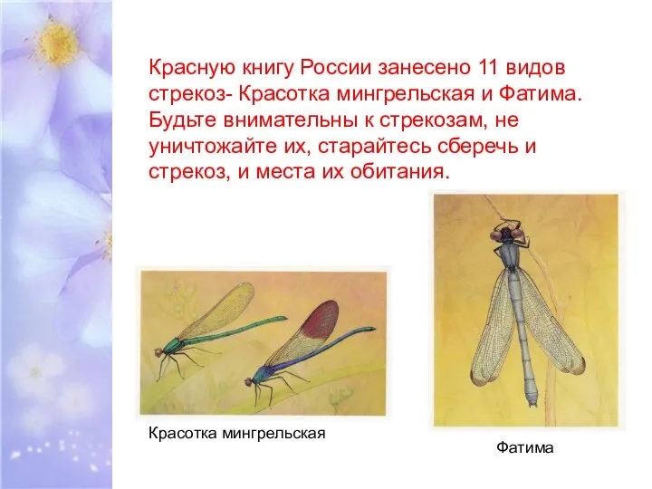 Красную книгу России занесено 11 видов стрекоз- Красотка мингрельская и