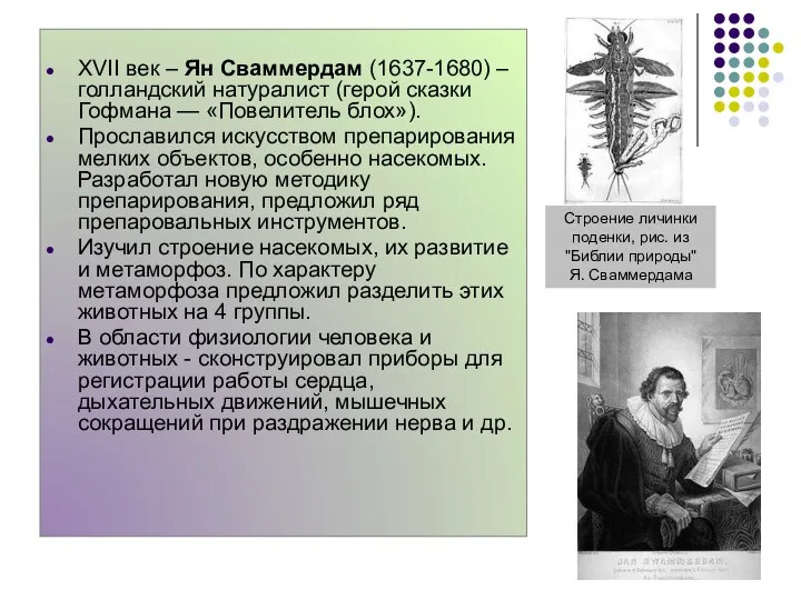 XVII век – Ян Сваммердам (1637-1680) – голландский натуралист (герой сказки Гофмана —