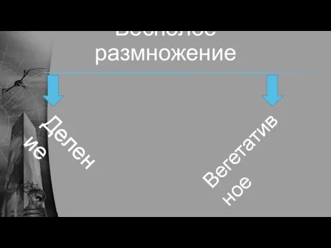 Бесполое размножение Деление Вегетативное