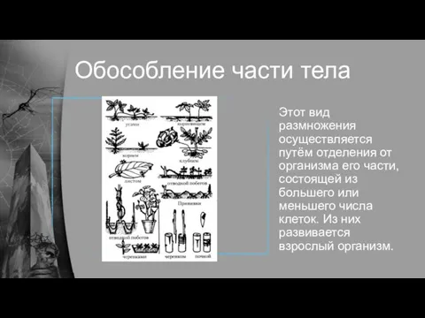 Обособление части тела Этот вид размножения осуществляется путём отделения от