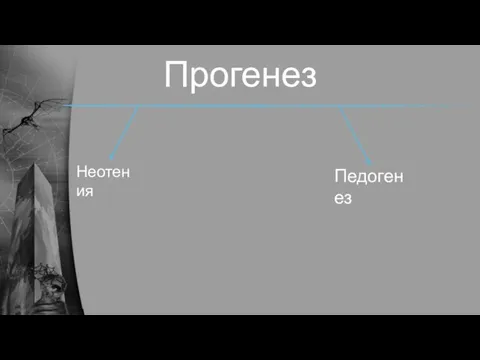 Прогенез Неотения Педогенез