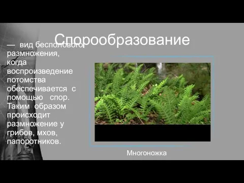 Спорообразование — вид бесполового размножения, когда воспроизведение потомства обеспечивается с