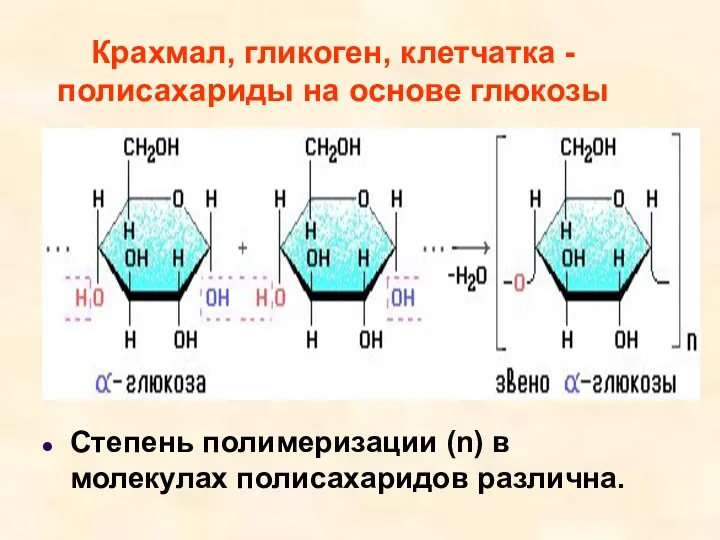 Крахмал, гликоген, клетчатка - полисахариды на основе глюкозы Степень полимеризации (n) в молекулах полисахаридов различна.