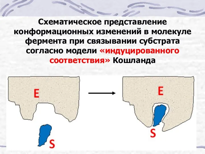 Схематическое представление конформационных изменений в молекуле фермента при связывании субстрата согласно модели «индуцированного соответствия» Кошланда