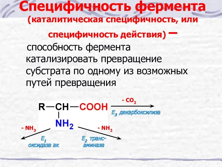 Специфичность фермента (каталитическая специфичность, или специфичность действия) – способность фермента