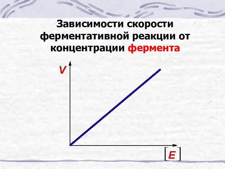 Зависимости скорости ферментативной реакции от концентрации фермента