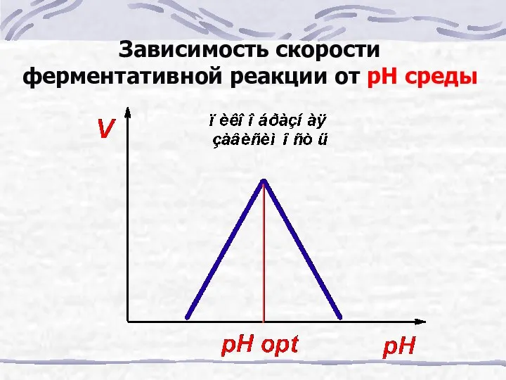 Зависимость скорости ферментативной реакции от рН среды