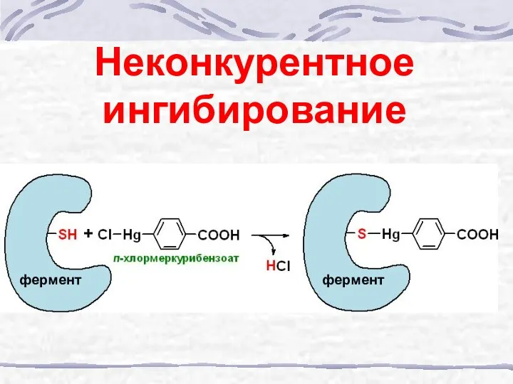 Неконкурентное ингибирование фермент фермент +