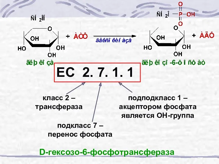 ЕС 2. 7. 1. 1 класс 2 – трансфераза подкласс