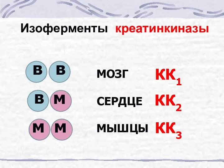 Изоферменты креатинкиназы в в в м м м МОЗГ СЕРДЦЕ МЫШЦЫ КК1 КК2 КК3